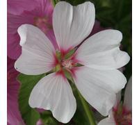 Plant Theory Barnsley Tree Mallow Outdoor Shrub Plant Malva X Clementii 2L Pot
