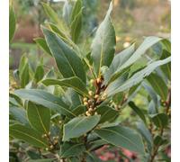 Plant Theory Bay Laurel Outdoor Shrub Plant Laurus Nobilis 10L Pot 1.2M - 1.5M
