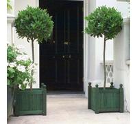 Plant Theory Bay Laurel Outdoor Shrub Plant Laurus Nobilis 30Cm Head Half Standard