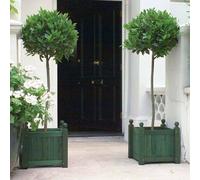 Plant Theory Bay Laurel Shrub Plant Laurus Nobilis 30cm Head Three Quarter Standard in Green Plant Theory Green