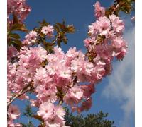 Plant Theory Beni-Yutaka Ornamental Cherry Blossom Tree Ornamental Prunus Bare Root 1.2M