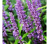 Plant Theory Big Blue Lily-Turf Perennials Flowering Plants Liriope Muscari 2L Pot