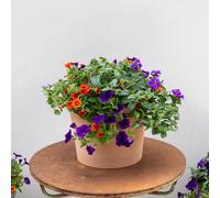 Plant Theory Bird Of Paradise Easy Speed Planter Preplanted plants for Baskets Pots Plant Theory Multicolor