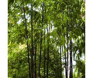Plant Theory Black Bamboo Phyllostachys Nigra Outdoor Plant 20Cm - 30Cm Tall 2 Litre Pot