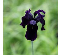 Plant Theory Black-Flowered Gold Marked Iris Perennials Flowering Plants Iris 2L Pot