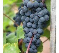 Plant Theory Black Grape Boskoop Glory Seedless Fruit Bush Vitis Vinifera Vine Plant 2L Pot in Green Plant Theory Green