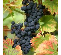 Plant Theory Black Grape Regent Fruit Bush Vitis Vinifera Shrub Vine Plant 2L Pot 60Cm