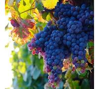 Plant Theory Black Grape Schiava Grossa Fruit Vine Vitis Vinifera Vine Plant 3L Pot 60Cm