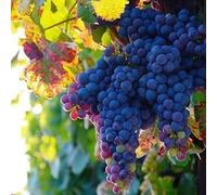 Plant Theory Black Grape Schiava Grossa Fruit Vine Vitis Vinifera Vine Plant 3L Pot 60cm in Green Plant Theory Green