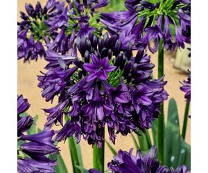 Plant Theory Black Jack African Lily Perennials Flowering Plants Agapanthus 2L Pot