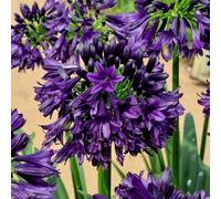 Plant Theory Black Jack African Lily Perennials Flowering Plants Agapanthus 2L Pot in Green Plant Theory Green