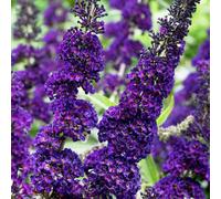 Plant Theory Black Knight Butterfly Bush Shrub Plant Buddleja Davidii 2L Pot