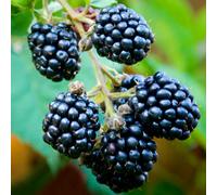 Plant Theory Blackberry Loch Ness Fruit Bush Rubus Fruiting Berry Shrub Plant 3L Pot