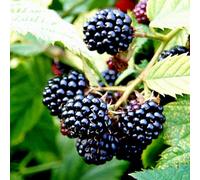 Plant Theory Blackberry Merton Thornless Fruit Rubus Fruiting Berry Bush Plant Bare Root