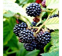 Plant Theory Blackberry Merton Thornless Fruit Rubus Fruiting Berry Bush Plant Bare Root in Green Plant Theory Green