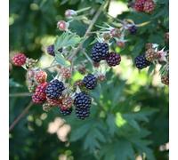 Plant Theory Blackberry Oregon Thornless Fruit Bush Rubus Fruiting Berry Shrub Plant 3L Pot