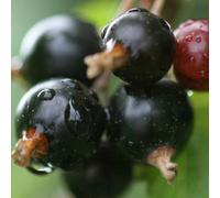 Plant Theory Blackcurrant Ben Connan Fruit Bush Ribes Fruiting Shrub Plant 3L Pot
