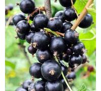 Plant Theory Blackcurrant Ben Sarek Fruit Bush Ribes Fruiting Shrub Plant Bare Root