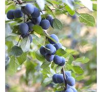 Plant Theory Blackthorn Prunus Spinosa Hedging Plant 25 X Bare Root Plants 40Cm - 60Cm