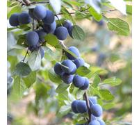 Plant Theory Blackthorn Prunus Spinosa Hedging Plant 25 x Bare Root Plants 40cm - 60cm in Green Plant Theory Green