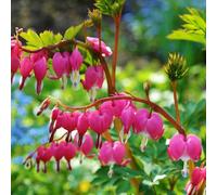 Plant Theory Bleeding Heart Perennials Flowering Plants Lamprocapnos Spectabilis 2L Pot