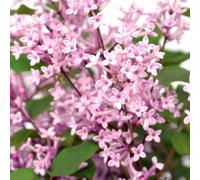 Plant Theory Bloomerang Pink Perfume Repeat Flowering Lilac Shrub Plant Syringa 2L Pot