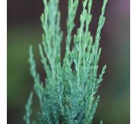 Plant Theory Blue Arrow Rocky Mountain Juniper Conifer Tree Evergreen Plant 12L Pot 1M-1.25M