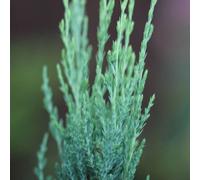 Plant Theory Blue Arrow Rocky Mountain Juniper Conifer Tree Evergreen Plant 3L Pot 30cm-50cm in Green Plant Theory Green