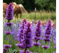 Plant Theory Blue Boa Mexican Giant Hyssop Perennials Flowering Plants Agastache 2L Pot