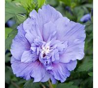 Plant Theory Blue Chiffon Tree Hollyhock Shrub Plant Hibiscus Syriacus 2L Pot