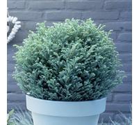 Plant Theory Blue Moon Sawara Cypress Conifer Bush Chamaecyparis Pisifera Evergreen Plant 3L