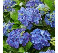 Plant Theory Blue Mophead Hydrangea Shrub Plant Hydrangea Macrophylla 2L Pot