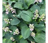 Plant Theory Blue Mouse Ears Plantain Lily Perennials Flowering Plants Hosta 2L Pot