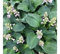 Plant Theory Blue Mouse Ears Plantain Lily Perennials Flowering Plants Hosta 2L Pot in Green Plant Theory Green