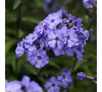 Plant Theory Blue Paradise Border Phlox Perennials Flowering Plants Phlox Paniculata 2L Pot
