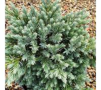 Plant Theory Blue Star Flaky Juniper Conifer Tree Juniperus Squamata Evergreen Plant 3L Pot in Green Plant Theory Green