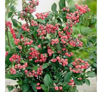 Plant Theory Blueberry Pink Lemonade Pinkberry Fruit Bush Vaccinium Berry Shrub Plant 2L Pot