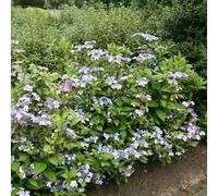 Plant Theory Bluebird Outdoor Shrub Plant Hydrangea Serrata 2L Pot