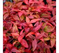 Plant Theory Blush Pink Heavenly Bamboo Shrub Plant Nandina Domestica 2L Pot