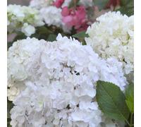 Plant Theory Blushing Bride Outdoor Shrub Plant Hydrangea Macrophylla 2L Pot