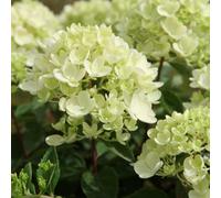 Plant Theory Bombshell Outdoor Shrub Plant Hydrangea Paniculata Flowering Plants 2L Pot