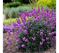 Plant Theory Bowles'S Mauve Perennial Wallflower Perennials Flowering Plants Erysimum 2L Pot in Green Plant Theory Green