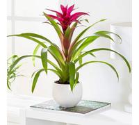 Plant Theory Bromeliad Voila Guzmania House 45Cm Tall Plant 12Cm Pot