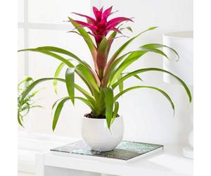 Plant Theory Bromeliad Voila Guzmania House 45Cm Tall Plant 12Cm Pot