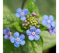 Plant Theory Brunnera Jack Frost Siberian Bugloss Perennials Flowering Plants 2L Pot