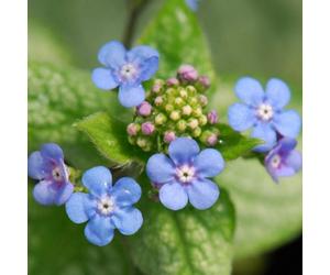 Plant Theory Brunnera Jack Frost Siberian Bugloss Perennials Flowering Plants 2L Pot