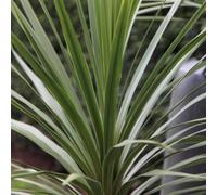 Plant Theory Cabbage Palm Tree Outdoor Shrub Plant Cordyline Australis 2L Pot