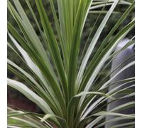 Plant Theory Cabbage Palm Tree Shrub Plant Cordyline Australis 7.5L Pot 80cm - 100cm in Green Plant Theory Green