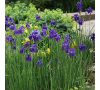 Plant Theory Caesar'S Brother Siberian Iris Perennials Flowering Plants Iris 2L Pot in Green Plant Theory Green
