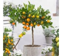 Plant Theory Calamondin Orange Calamansi Fruit Bush Citrus x microcarpa Fruiting Plant 19cm Pot in Green Plant Theory Green